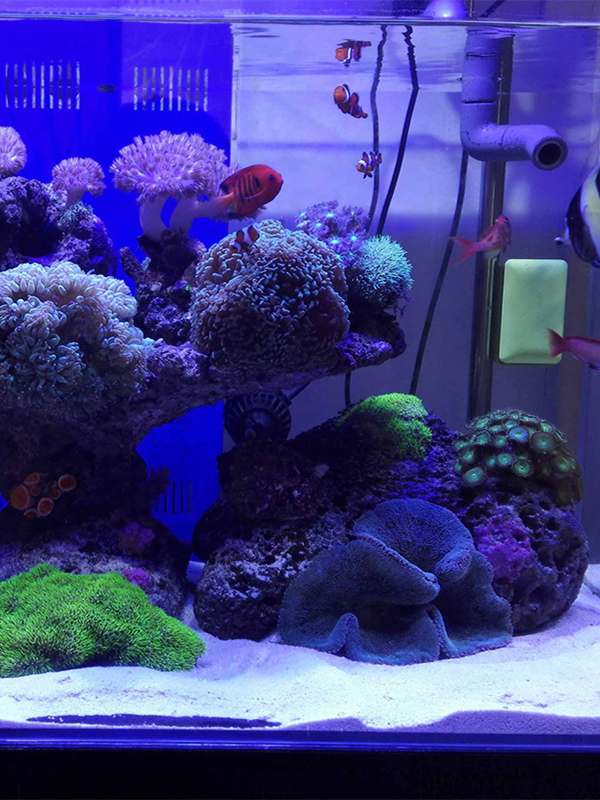 Beyaz Akvaryum Kumu Bot Dekora - Aquarium Sand White incelemesi ve fiyatı