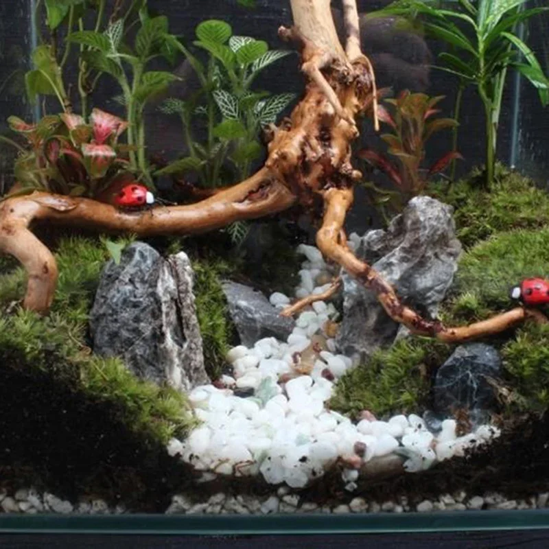 Doğal ağaç gövdesi Driftwood a - Aquarium Plant Live incelemesi ve fiyatı