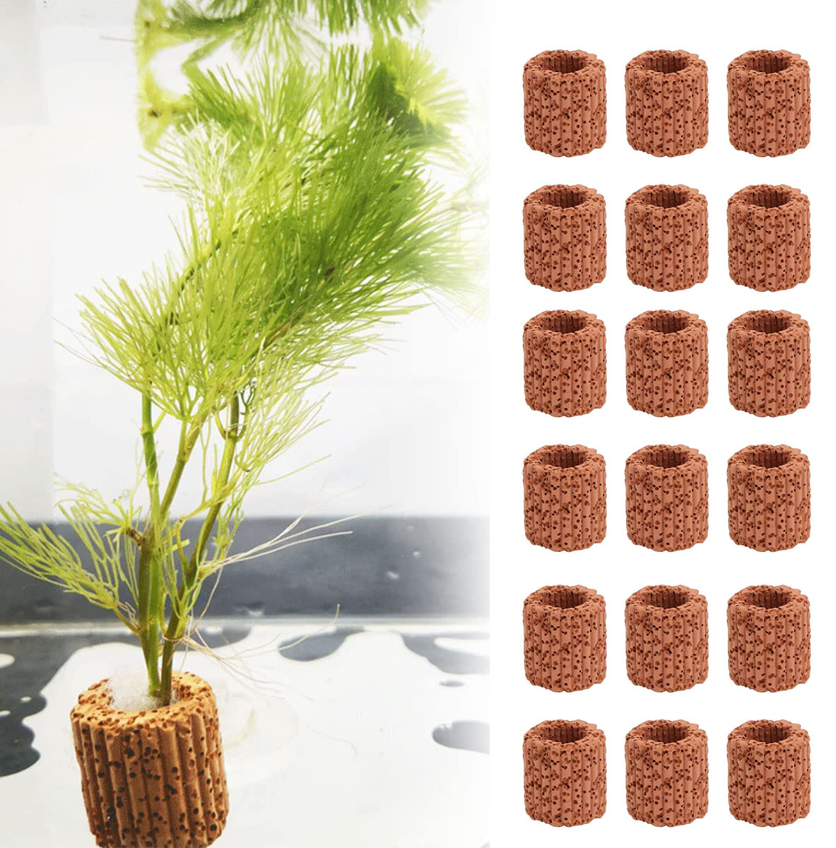 10/20 adet sucul su tesisi sab - Aquarium Plant Live incelemesi ve fiyatı
