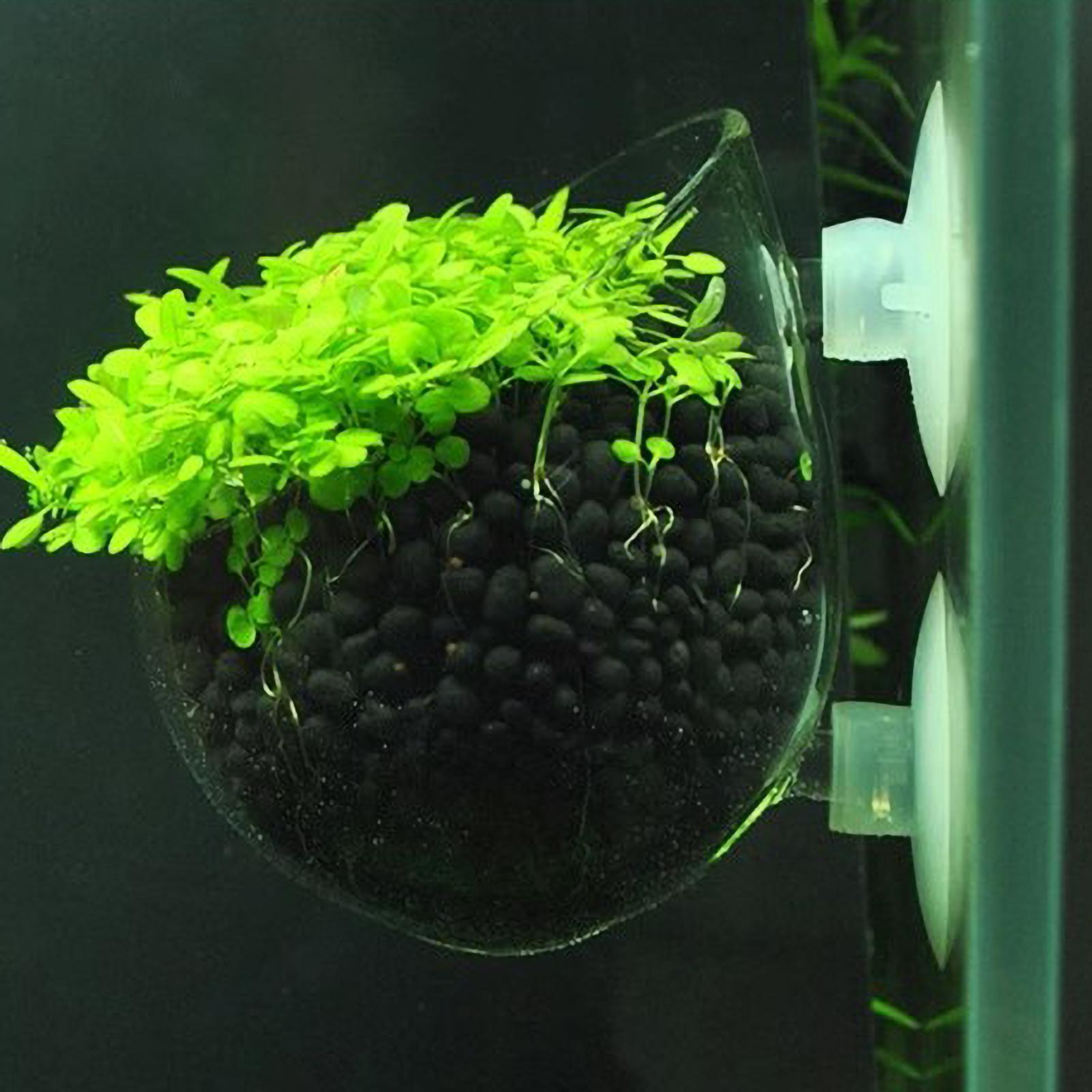 Vakumlu Bardaklı Akvaryum Cam  - Aquarium Plant Vine incelemesi ve fiyatı