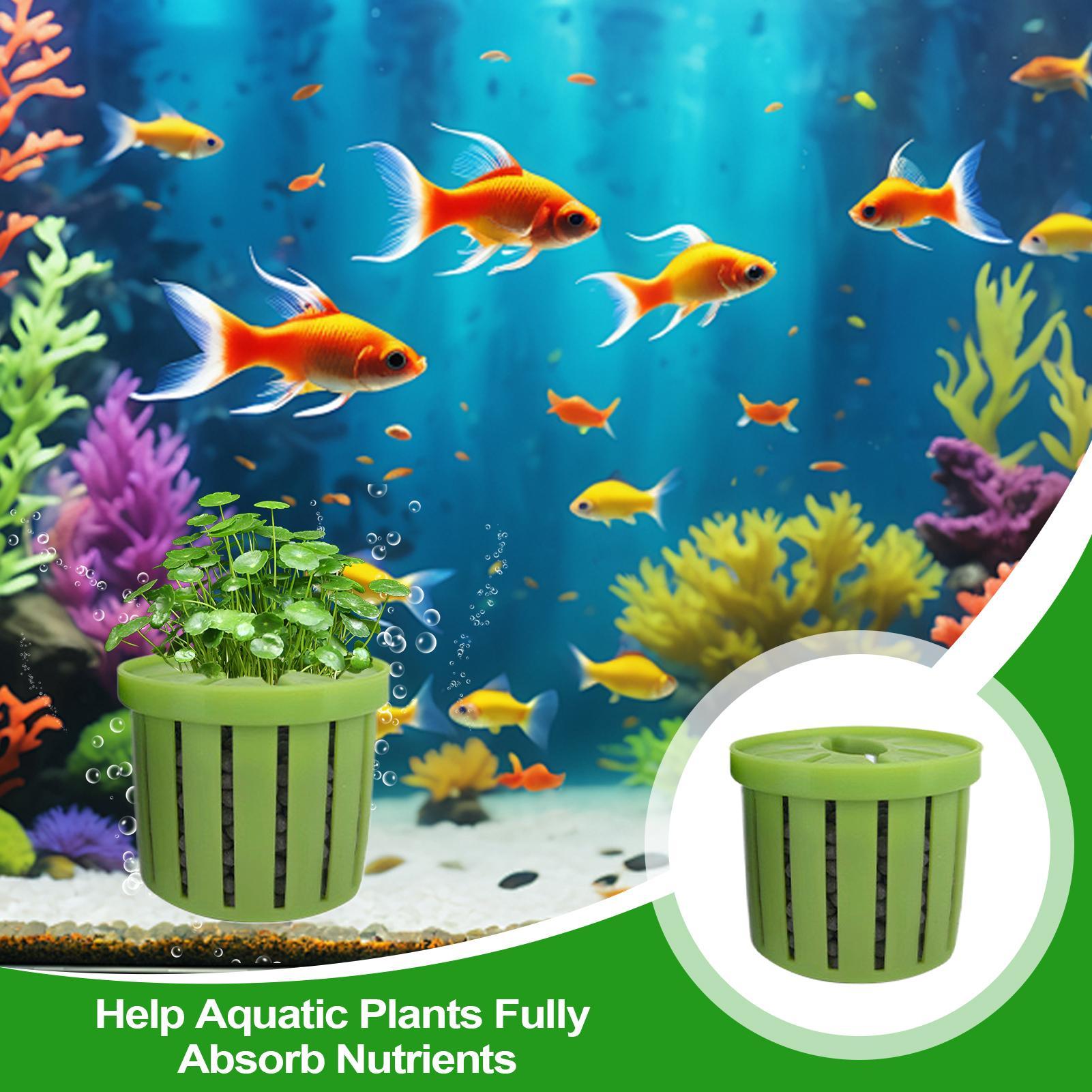 4 adet akvaryum saksı süngeri  - Aquarium Plant Live incelemesi ve fiyatı
