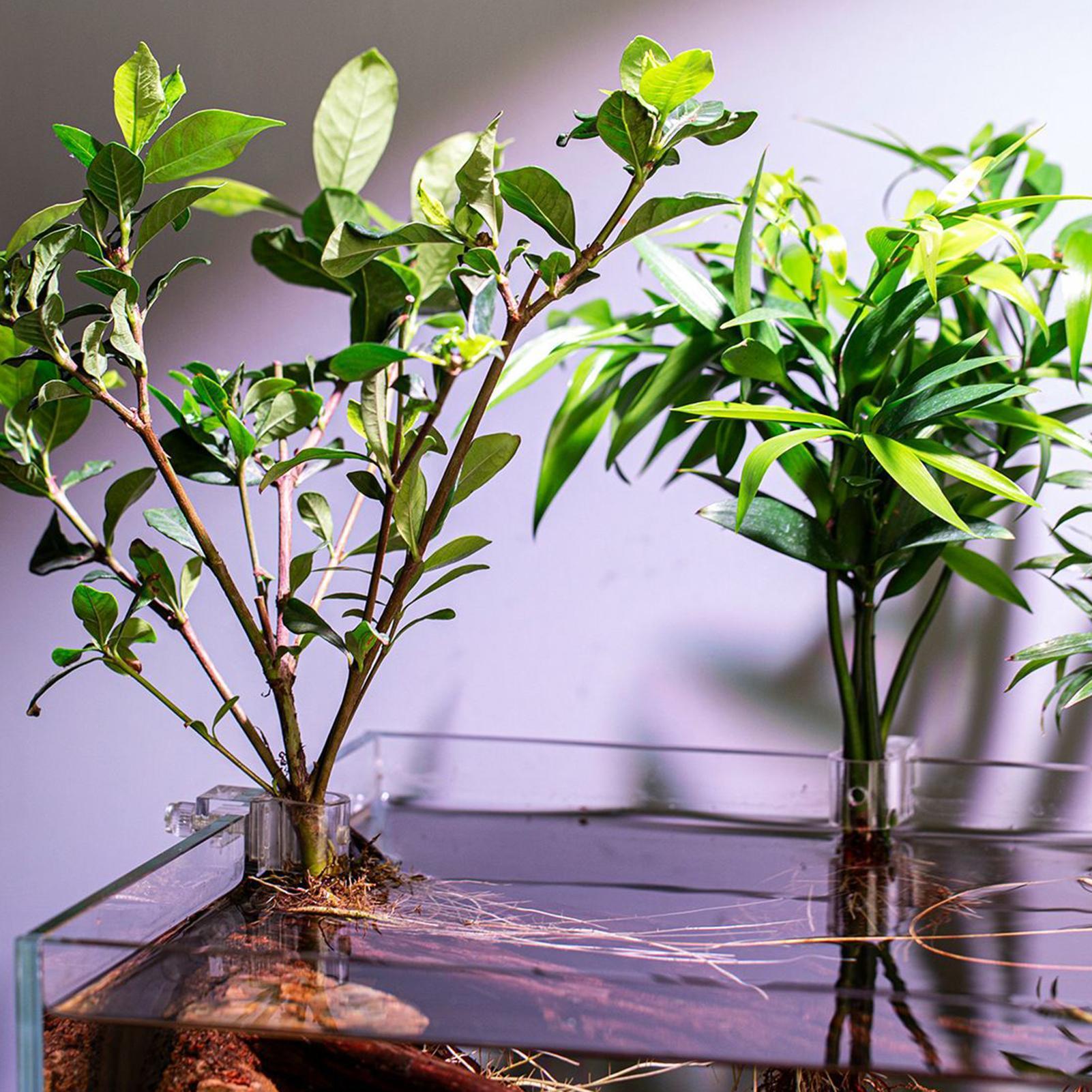 6 adet Akvaryum Bitki Tutucula - Aquarium Plant Live incelemesi ve fiyatı