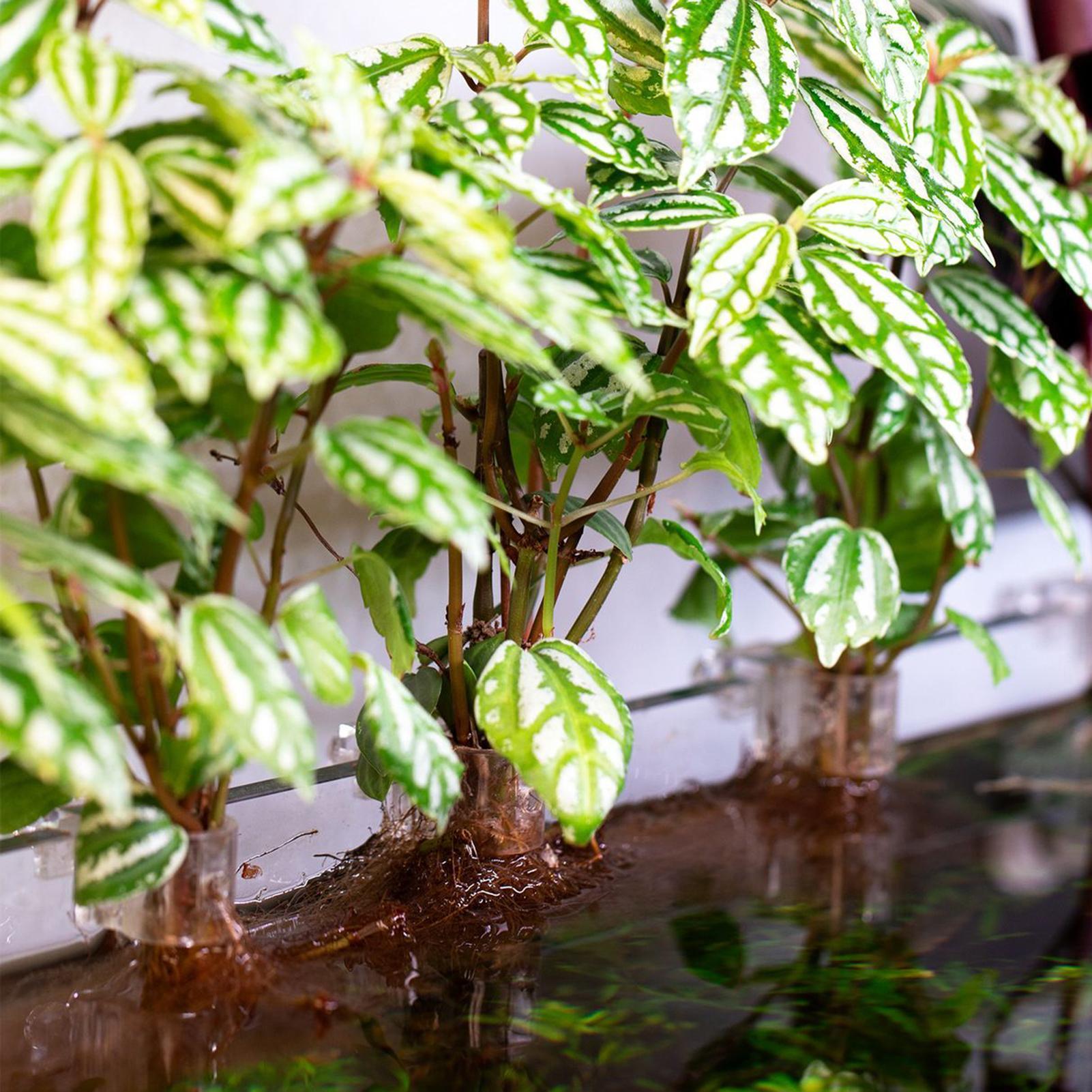 6 adet Akvaryum Bitki Tutucula - Aquarium Plant Live incelemesi ve fiyatı