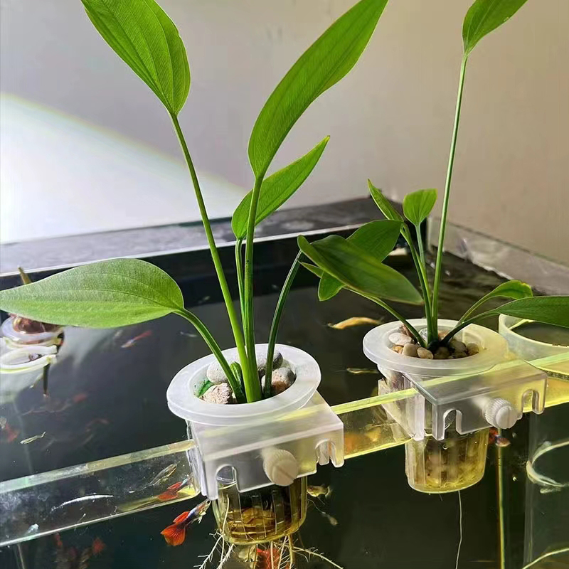 Akvaryum dikim sepeti hidropon - Aquarium Plant Live incelemesi ve fiyatı